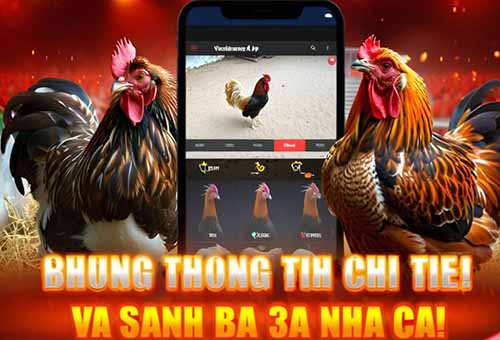 Đá Gà J88 : Mang Đến Trải Nghiệm Kịch Tính Cho Kê Thủ